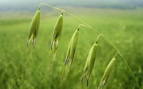 燕麦米和燕麦片的区别,全胚芽燕麦和普通的燕