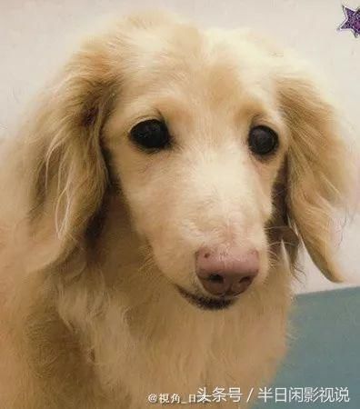 猝死还是谋杀?77岁富豪与爱犬离奇死亡 三个月