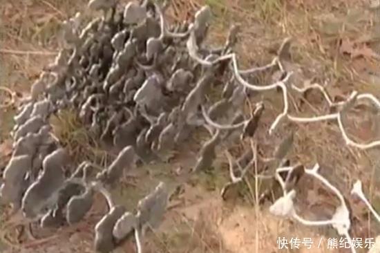 往蚂蚁巢穴中注入10吨水泥,挖开后看见奇观