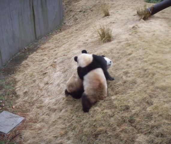 大熊猫打架照首曝光,打着打着画风陡变,网友:图五少儿不宜啊!