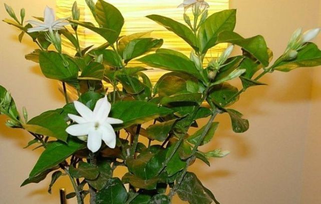 员工拿走同事一盆花被公司开除 法院:构成盗窃可辞退