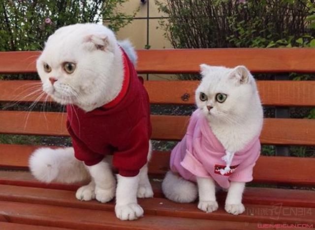 想当抖音网红月入百万?这几个短视频拍摄技巧