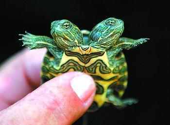 中国四大珍奇龟 神奇宝贝丛林龟惊现 第四为玄