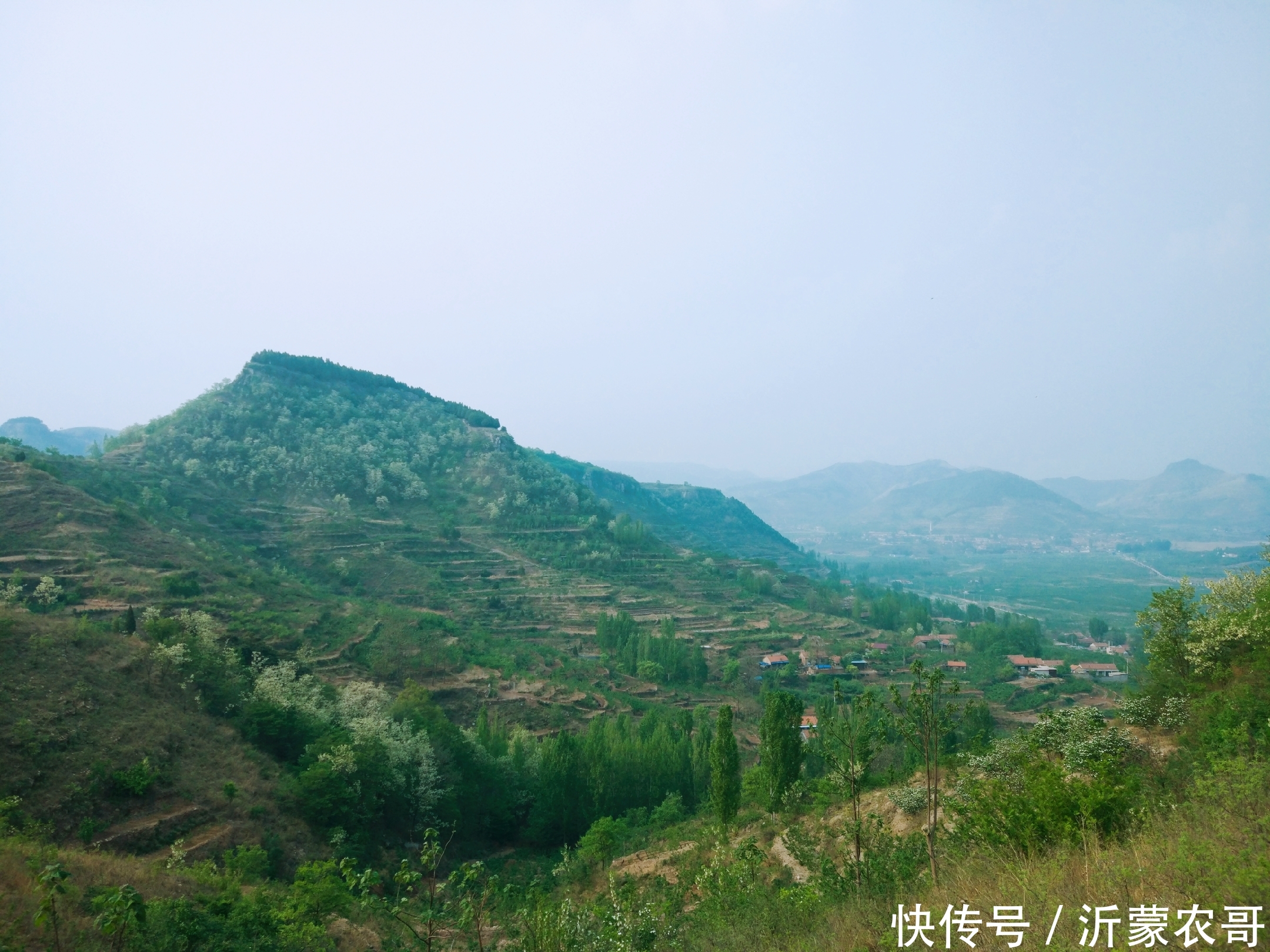 五月的洋槐花,除了观赏还可以当做野菜食用,农