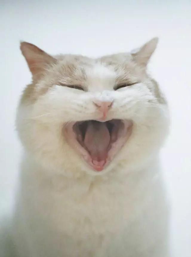 流浪猫因病被拔光牙齿,依然微笑乐观,像没戴假