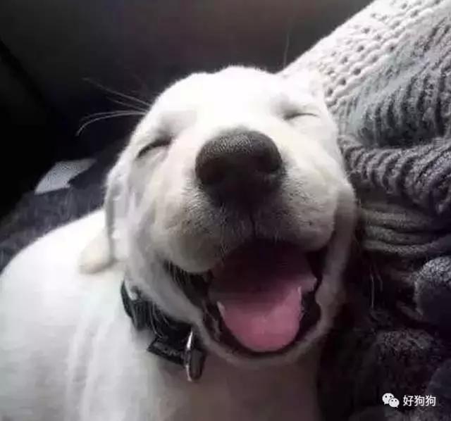 表情包，看这些狗子就够了!