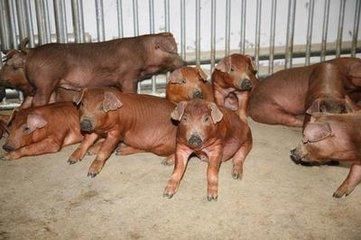 为什么现在猪价跌那么厉害?