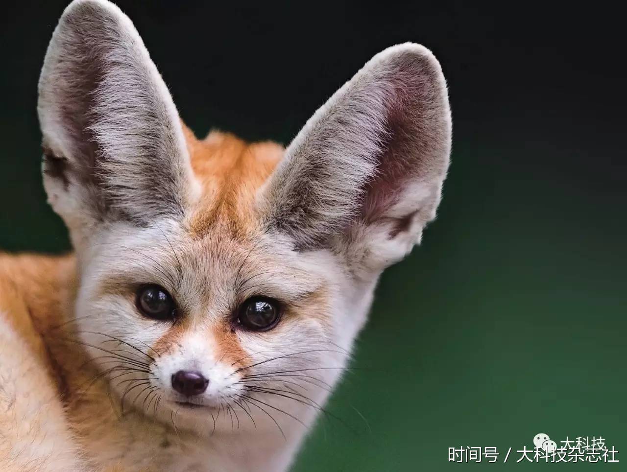 10种动物耳朵图片图片