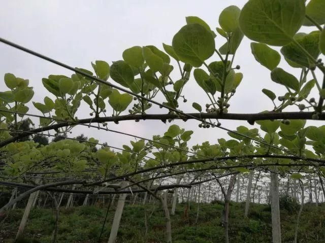 4月管理不好,猕猴桃不开花!及时关注猕猴桃4月
