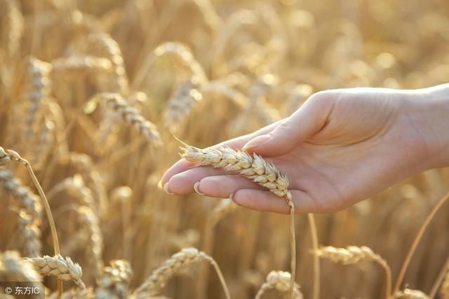 小麦价格上涨!为什么涨?涨势还能继续吗?种植