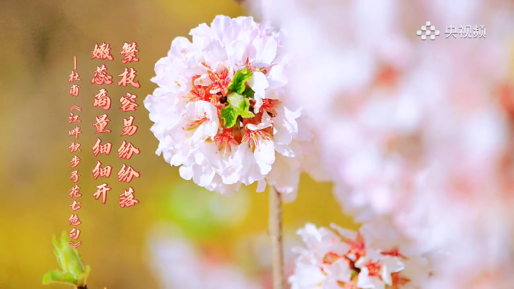 春色无边！当诗句中的春天照进现实，美到心醉！