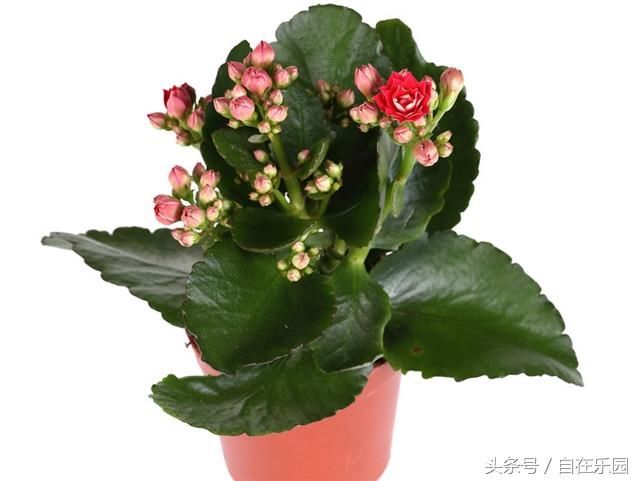 笑话6则:女儿结婚,老妈陪送一辆车一套房,外加