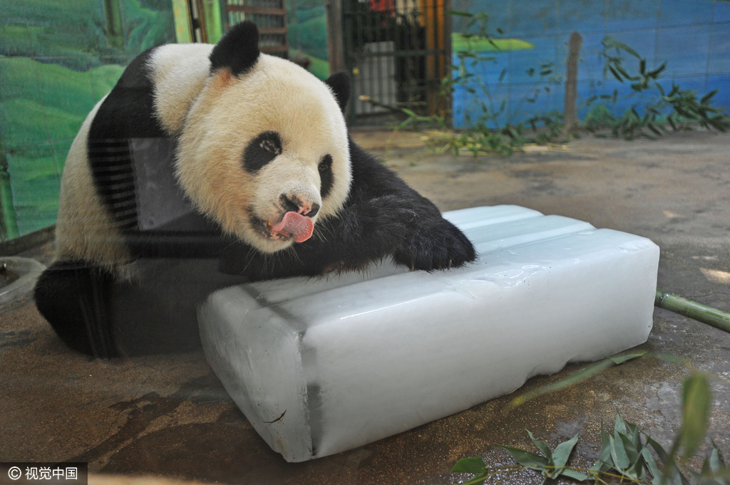 大熊猫冰冰家族图片