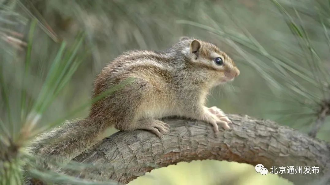 副中心新添22处生态保育小区，一大批小动物都来了！明年再建18处