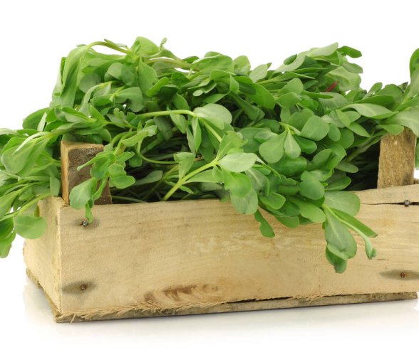 身体湿气重,前胸后背长了小疙瘩不要挤,天天喝