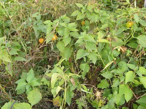 在博物王国遇见本草,先给我一个姑娘吧!