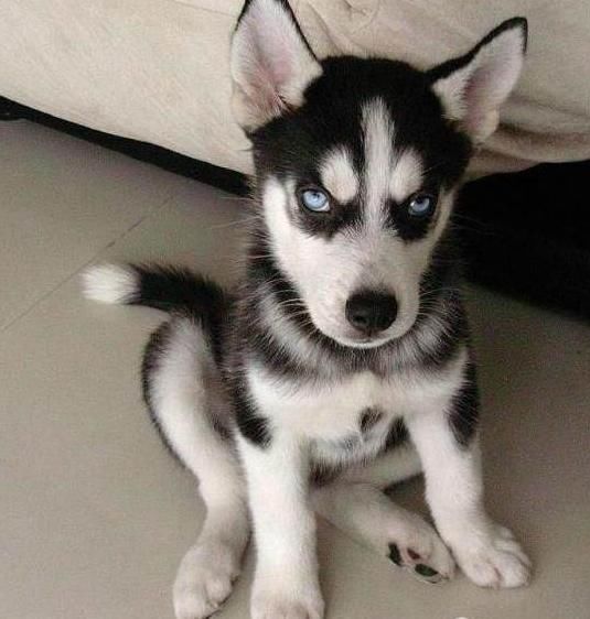 狗界大傻哈士奇,智商排名45?网友:放南极,智商