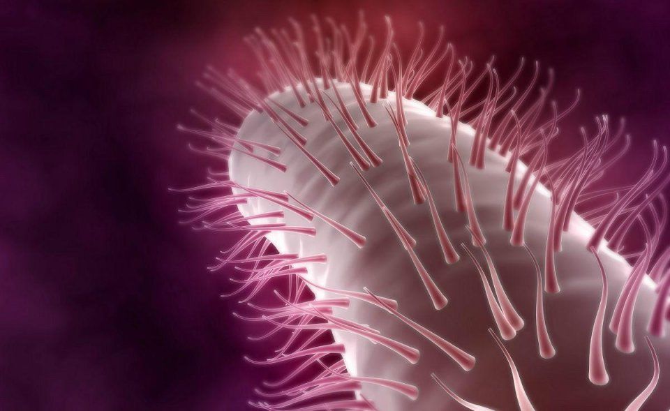 幽门螺杆菌最怕四种药物组合,四类人治疗10天