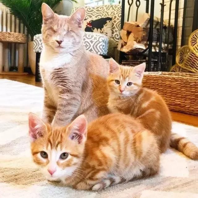 这三只外国橘猫,在收容所里成为了好朋友,失明的那只还成了老大
