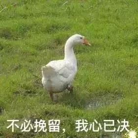 潮汕卤鹅、广府烧鹅、湛江白切鹅、鹅公汤,看