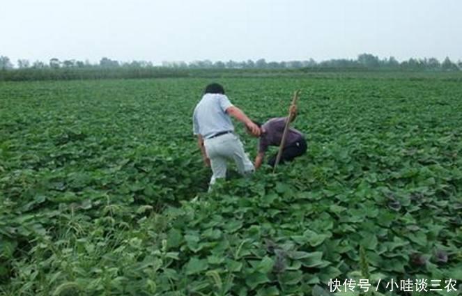 曾经用来喂猪红薯叶,现在农民靠它一年能赚上