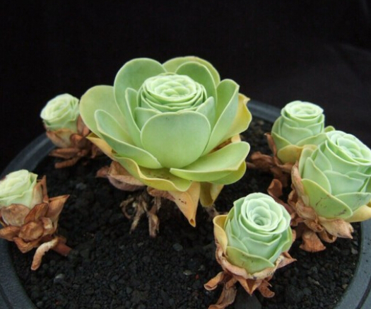 怎么种多肉玫瑰 t01c9d69bd73955b500.jpg?size=525x437