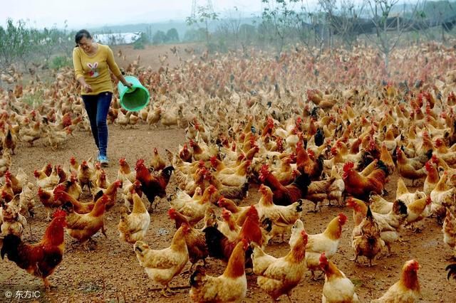 如何才能高效养好土鸡?