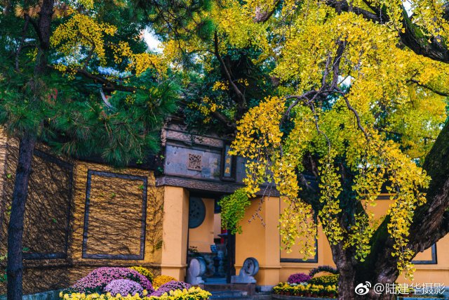 无锡惠山寺那棵600多岁的银杏美爆了