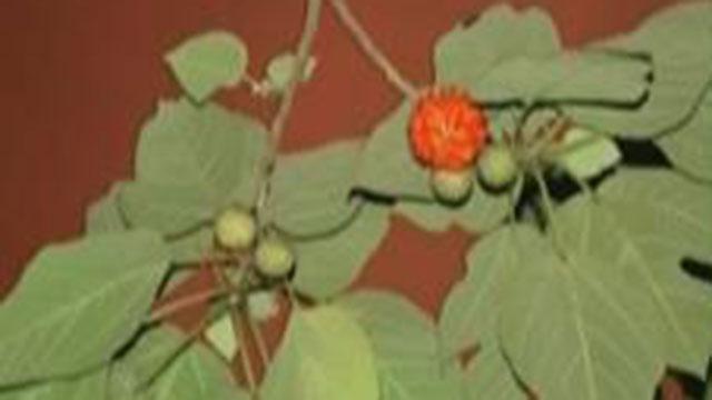 楮桃叶洗剂可以滋润皮肤缓解湿疹 楮桃叶洗剂可以滋润皮肤缓解湿疹