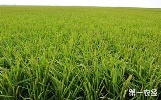 今年我国农业农村经济持续健康发展 农业现代