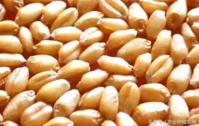 小麦价格还会涨,粮食没卖别惊慌!什么时候能卖