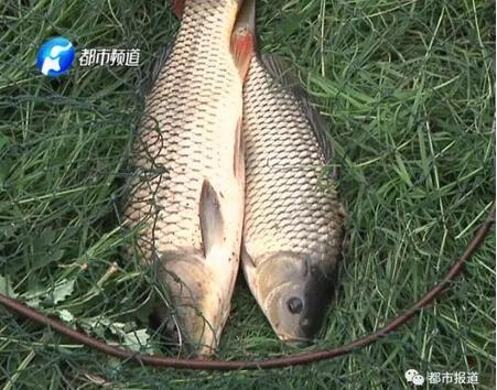 郑州六堡村上千条鱼突然死亡 原因不明