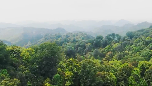 难得一见!“植物中的大熊猫”野生华盖木迎来花期! 难得一见!“植物中的大熊猫”野生华盖木迎来花期!