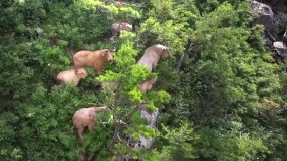 30多头羚牛齐聚!无人机记录秦岭秘境中的壮观场景→ 30多头羚牛齐聚!无人机记录秦岭秘境中的壮观场景→