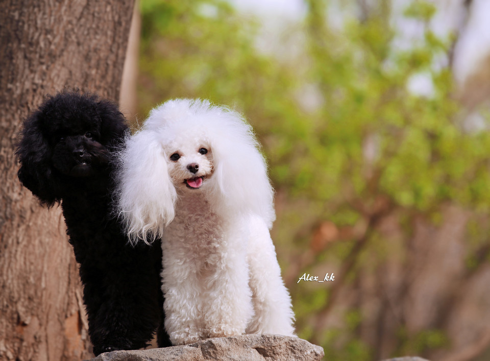 十大宠物狗IQ排名,它既然会落榜?