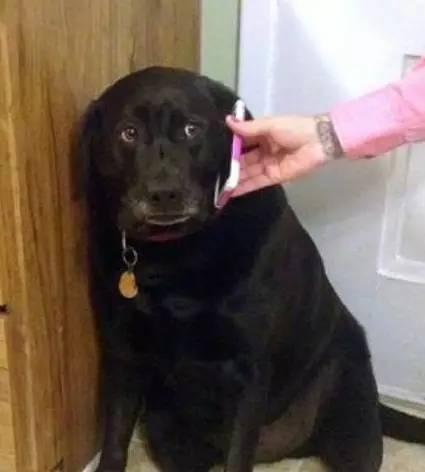 很厉害的,要是家人一味地宠爱可能会翻天,这时候就需要一个人来扮黑脸