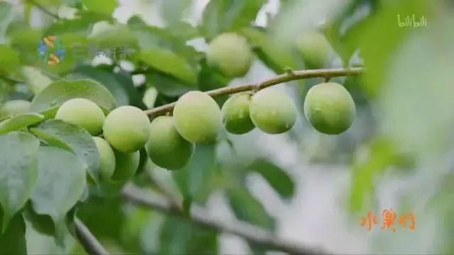 中国纪录片 水果传.2018 观后可能魂不守舍,有