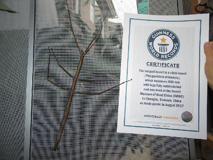 中国发现世界最长昆虫巨型竹节虫 获吉尼斯认证 中国发现世界最长昆虫巨型竹节虫 获吉尼斯认证