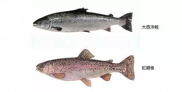 橙鱼落沪老公做什么工作 t01cc46855cfe6cd9e5.jpg?size=580x296