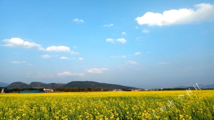 踏春全州油菜花 話說踏春你都在哪看風景呢