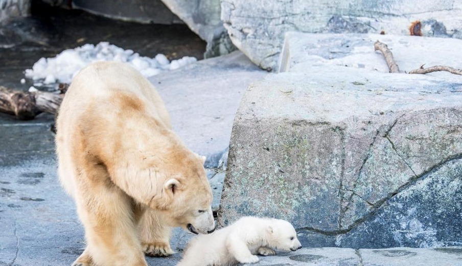 当地时间2月28日，一头北极熊幼崽首次亮相丹麦哥本哈根动物园，并与妈妈形影不离。