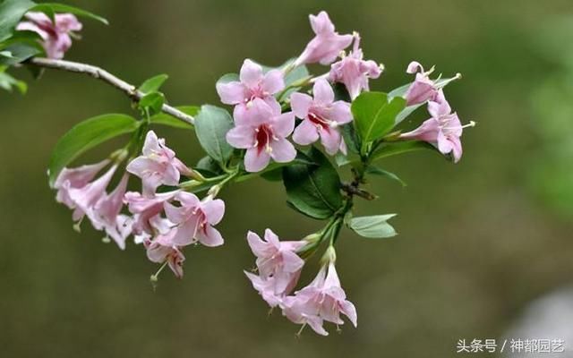 五色海棠,寓意着前程似锦、绚烂和美丽