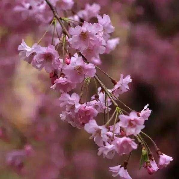 武汉东湖磨山樱花园2018年游赏攻略! 游玩武大