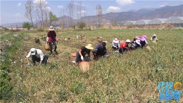 大理洱源、宾川大蒜丰收,然而蒜农却笑不起来
