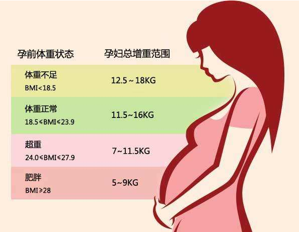 BMI体重指数为何影响试管婴儿成功率