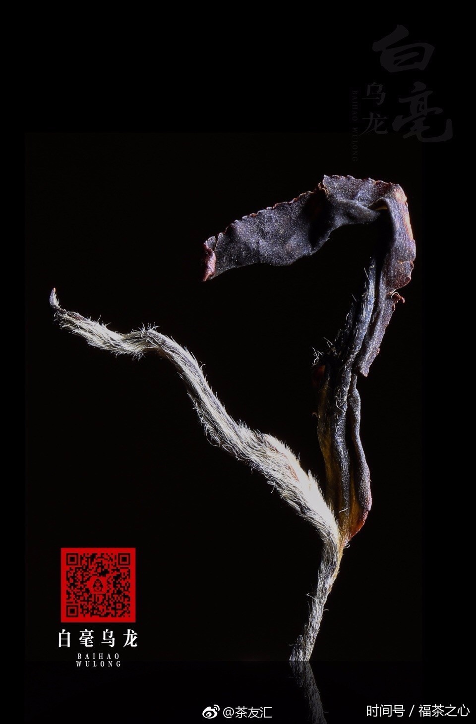 茶百科 | 略谈茶叶绒毛与品质的关系