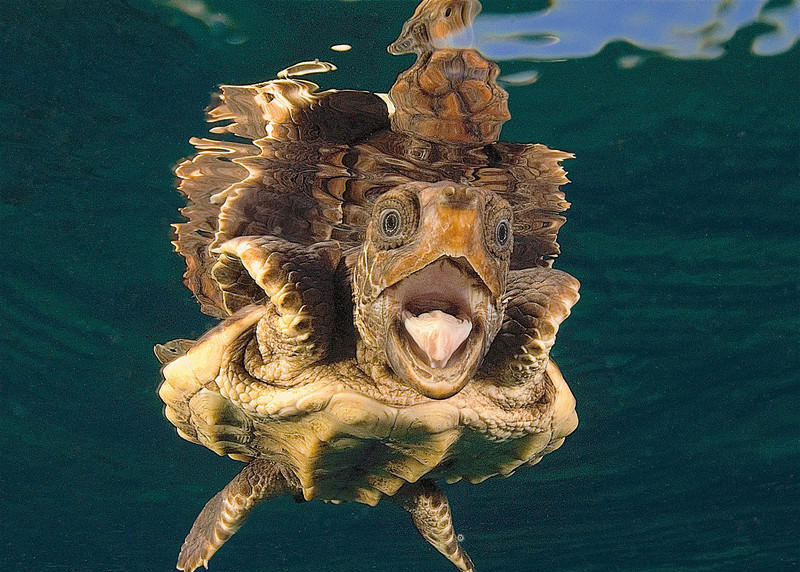 蠵龟宝宝对镜头张嘴吐舌表情滑稽