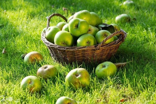 十猪九苦,属猪人最命苦的出生月份,白叟讲的