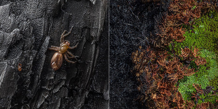 图为火灾被烧树木。