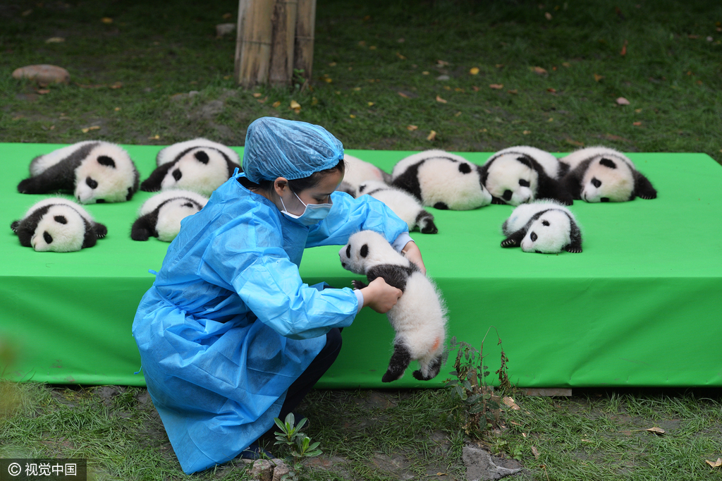 2016年09月29日，四川省成都市，熊猫基地，23只在2016年新出生熊猫宝宝集体亮相，引来游客的围观，据悉，2016年到目前为止，全球共出生27只大熊猫出生，除了有4只在国外出生外，剩余23只均参加了这次集体“活动”。活动现场，工作人员小心翼翼的将熊猫宝宝们，按照从大到小的顺序，排成了三排，让媒体和游客拍照，大多数熊猫宝宝都安静的趴着睡觉，而有两只“熊孩子”，趁着工作人员不注意“悄悄出逃”，顽皮的爬着爬着摔下了床，工作人员赶紧将他们抱了回去。
